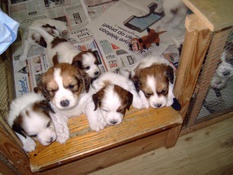 Puppies